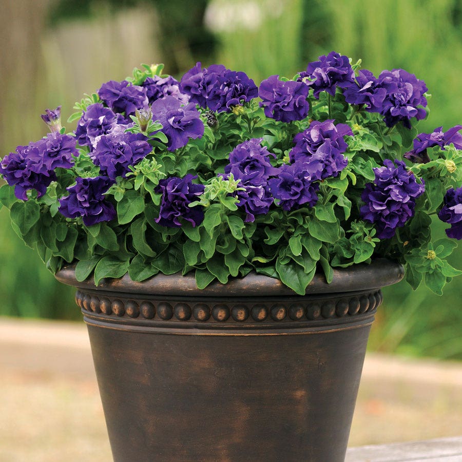 Double Cascade Blue Double Petunia Seeds