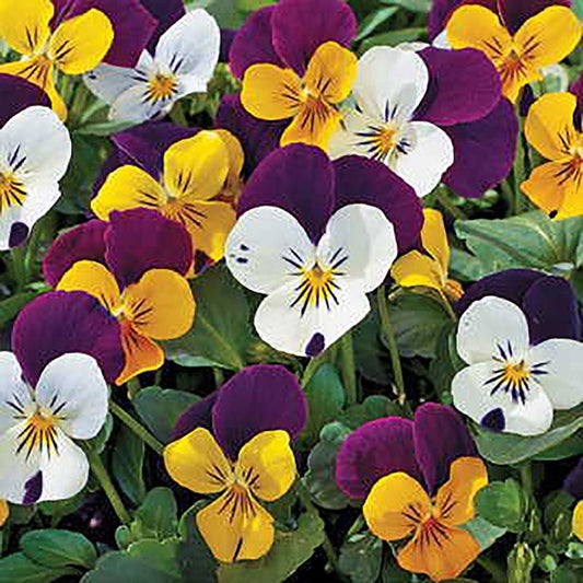 Penny™ Jump-Up Mix Viola Seeds