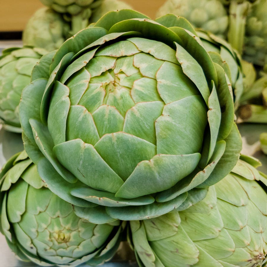 Imperial Star Artichoke Seeds