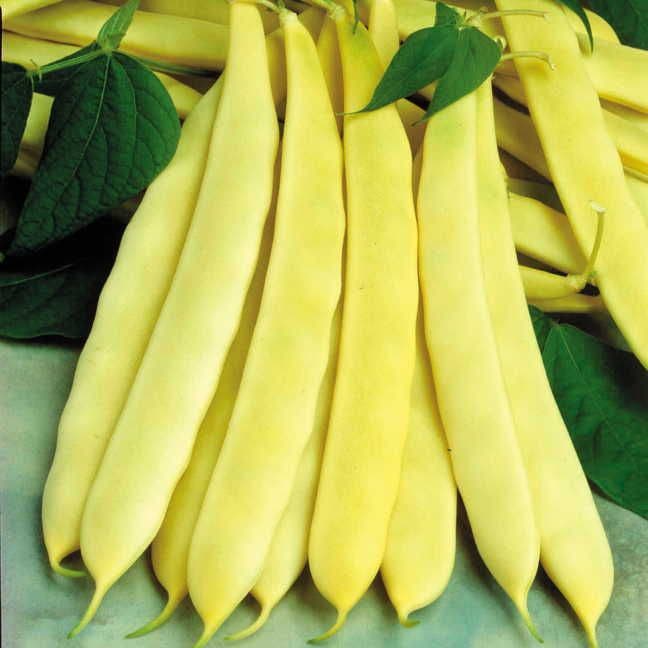 Capitano Garden Bean Seeds
