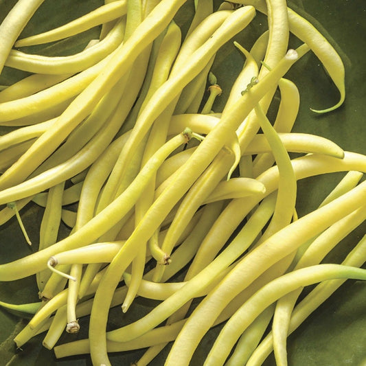Rocdor Garden Bean Seeds