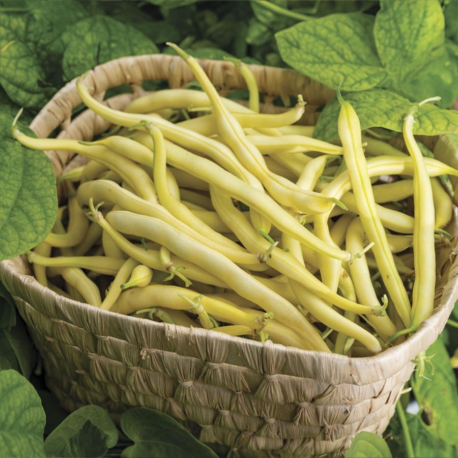 Rocdor Garden Bean Seeds