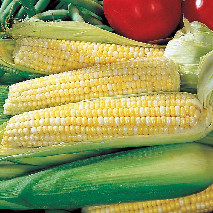 Ambrosia Sweet Corn Seeds – Park Seed