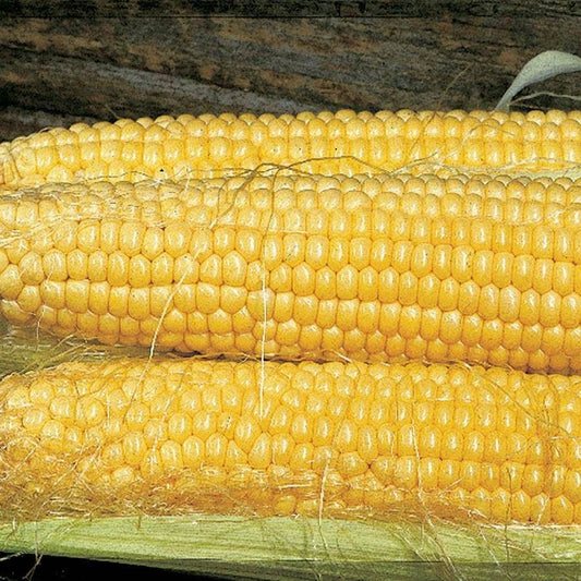Butterfruit Original Early Corn Seeds