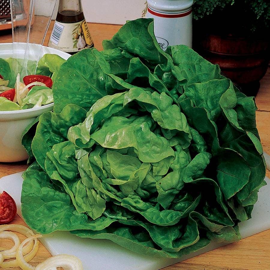 Buttercrunch Lettuce Seeds
