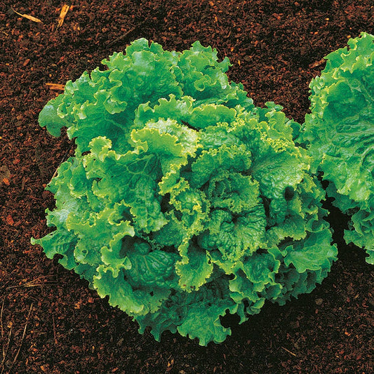 Green Ice Lettuce Seeds