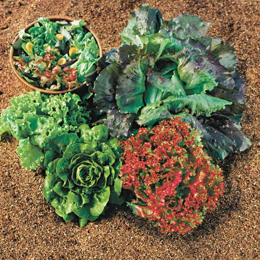 Summer Glory Blend Lettuce Seeds