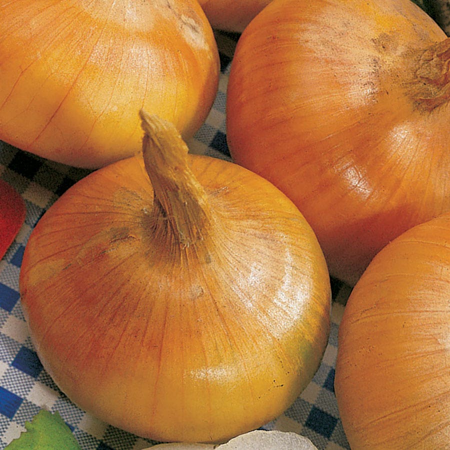 Yellow Granex Hybrid 33 Onion Seeds