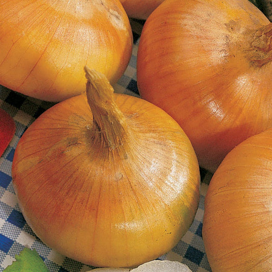 Yellow Granex Hybrid 33 Onion Seeds