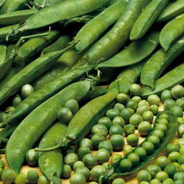 Lincoln Pea Seeds