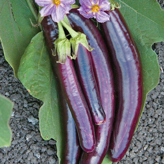 Hansel Hybrid Eggplant Seeds