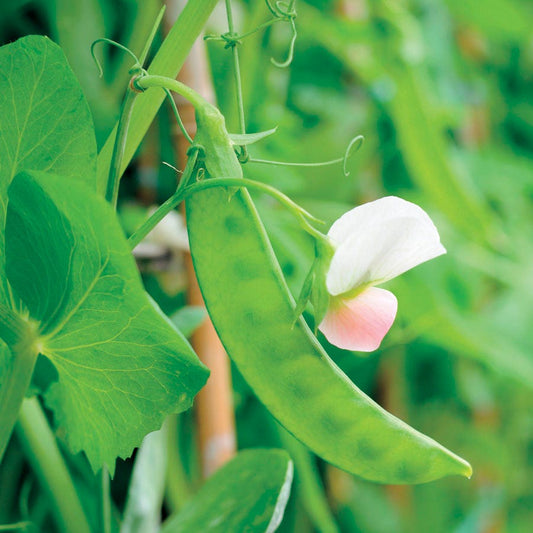 Dwarf White Sugar Snow Pea Seeds