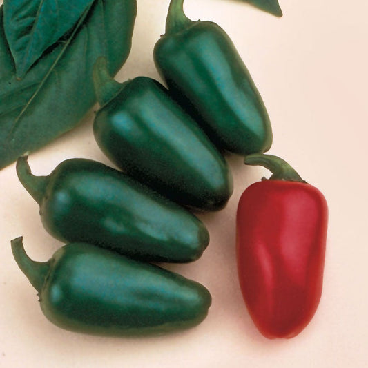 Jalapeño M Pepper Seeds