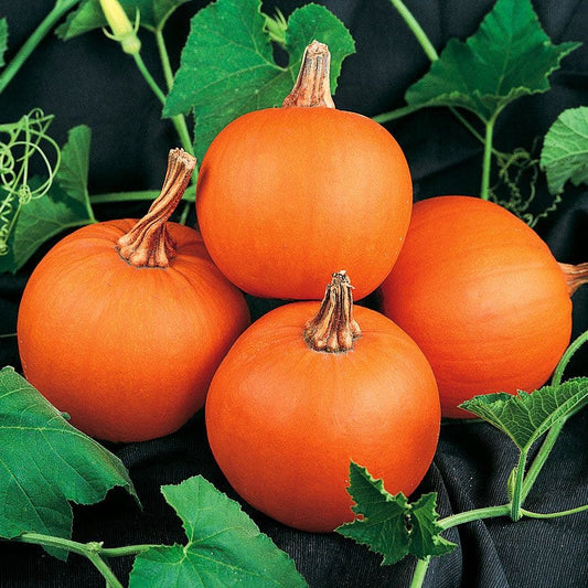 Wee-B-Little Pumpkin Seeds