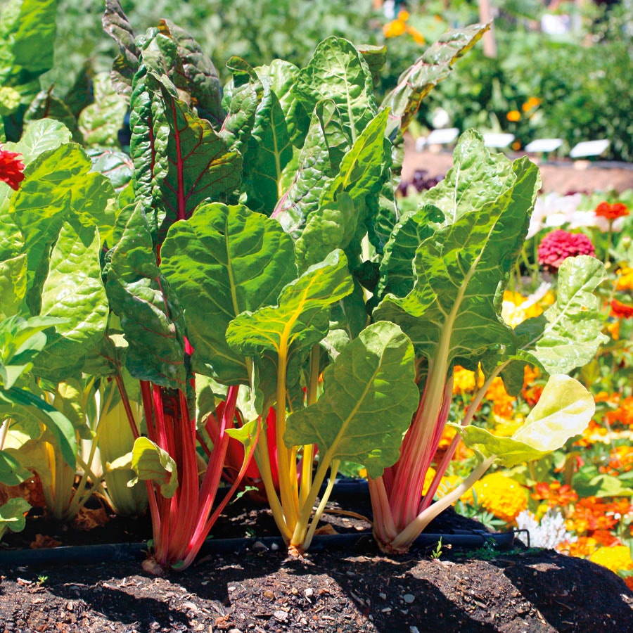 Bright Lights Swiss Chard Seeds