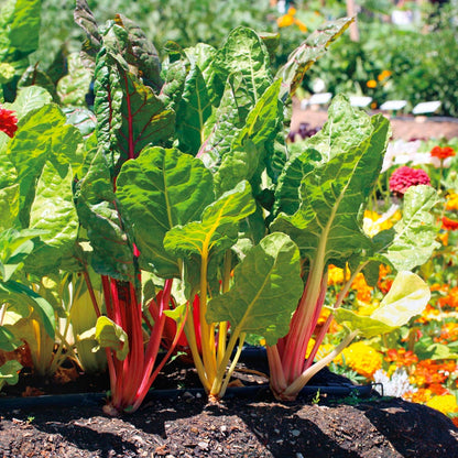 Bright Lights Swiss Chard Seeds