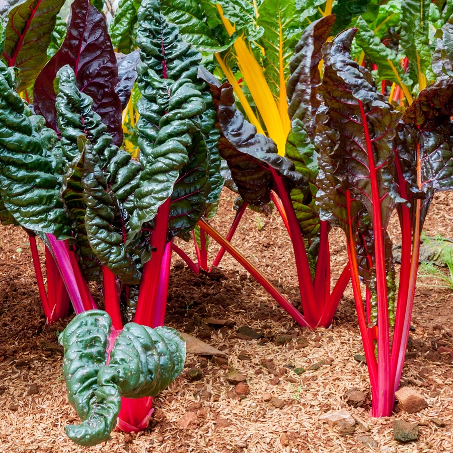 Bright Lights Swiss Chard Seeds