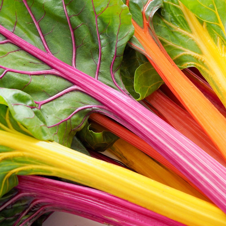 Bright Lights Swiss Chard Seeds