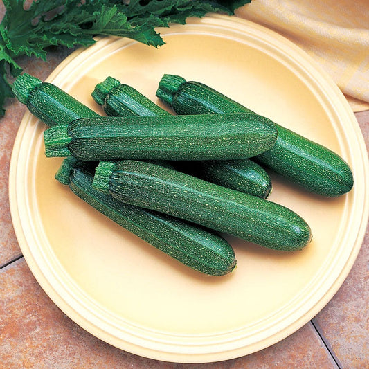 Cashflow Hybrid Squash Seeds