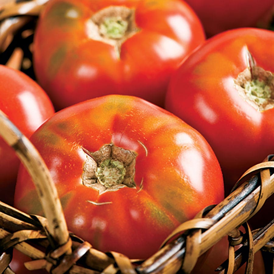 Burpee Big Boy Hybrid Tomato Seeds