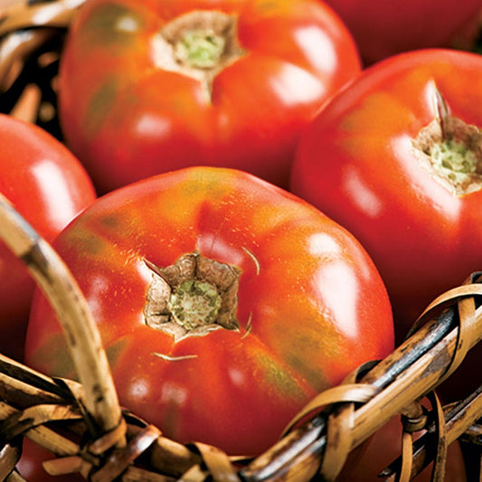 Burpee Big Boy Hybrid Tomato Seeds