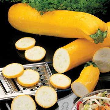 Gold Rush Hybrid Squash Seeds