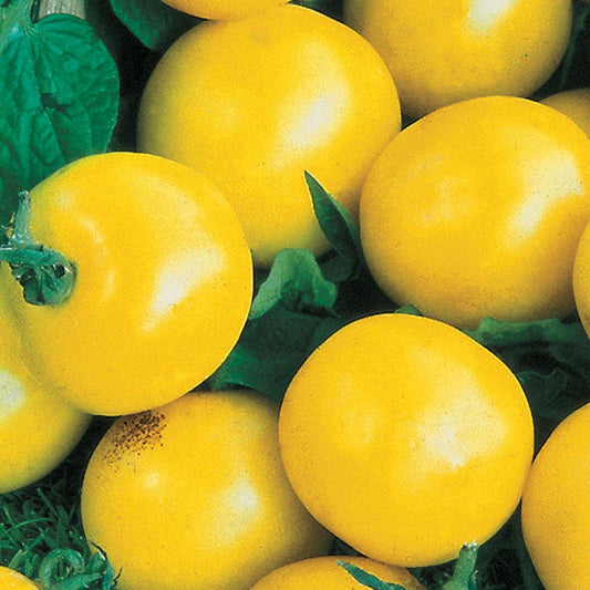 Lemon Boy Hybrid Tomato Seeds