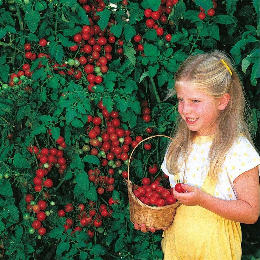 Sweet Million Hybrid Cherry Tomato Seeds