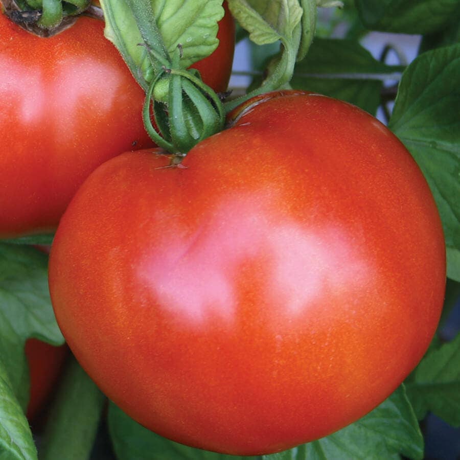 Park Seed Season Starter Hybrid Tomato Seeds