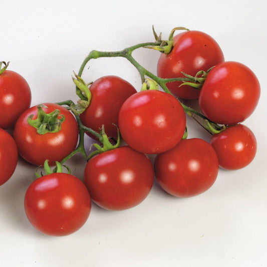 Sweet 'n' Neat Scarlet Improved Hybrid Cherry Tomato Seeds
