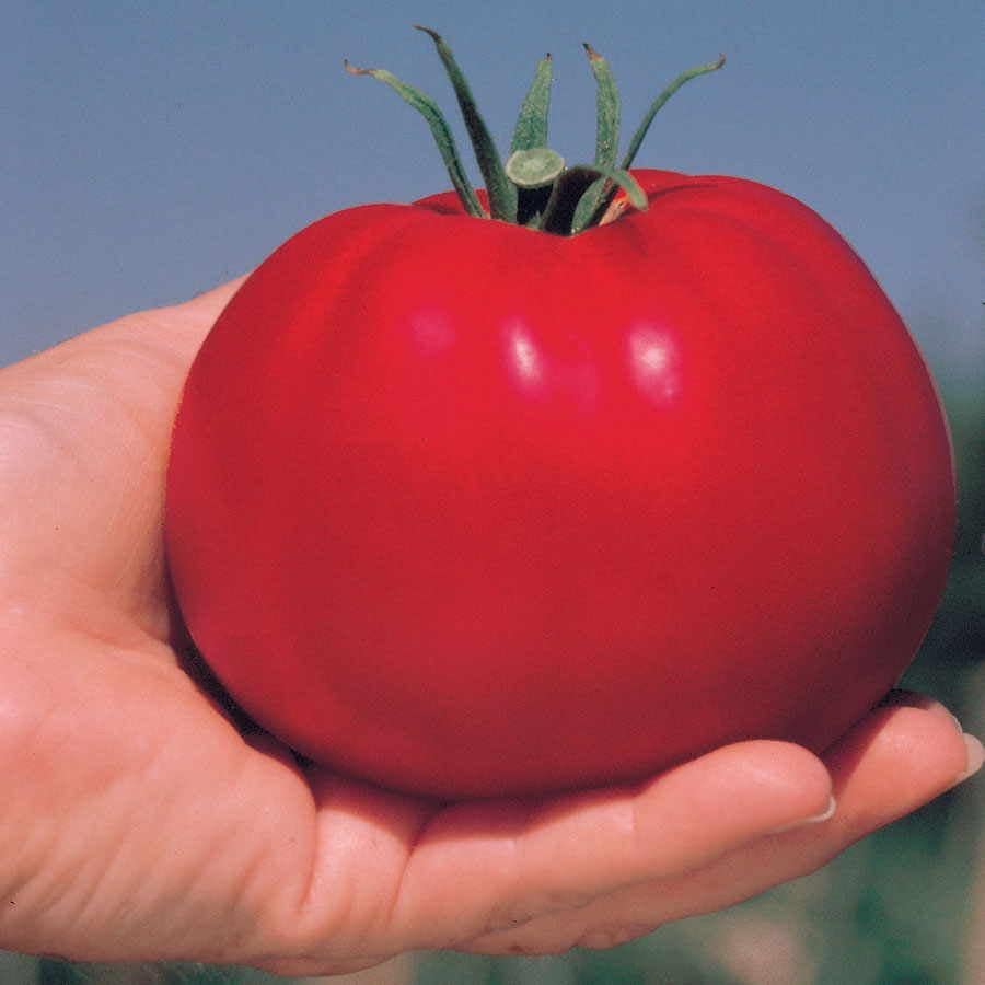 Park's Whopper CR Improved Hybrid Tomato Seeds