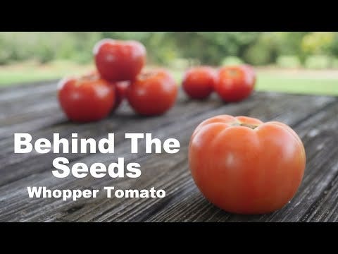 Park's Whopper CR Improved Hybrid Tomato Seeds