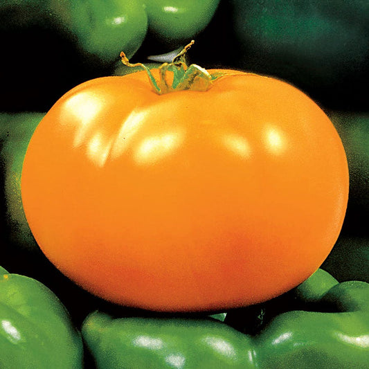 Carolina Gold Hybrid Tomato Seeds