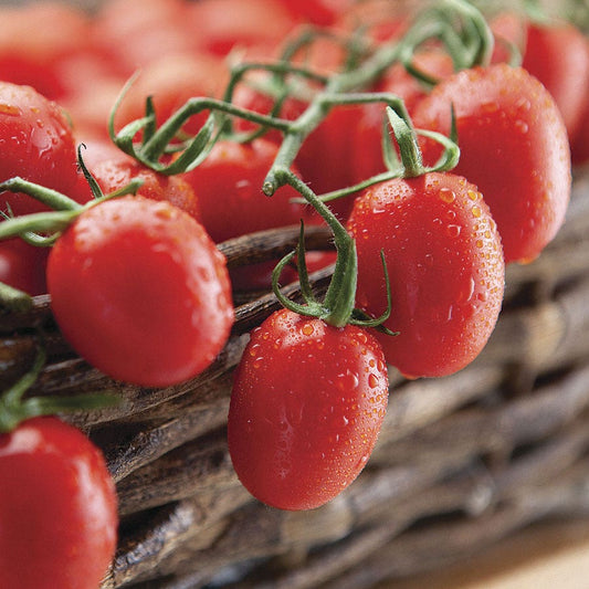 Cupid Hybrid Grape Tomato Seeds