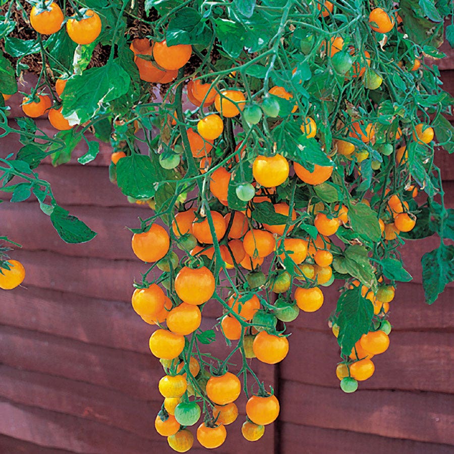 Tumbling Tom Yellow Tomato Seeds