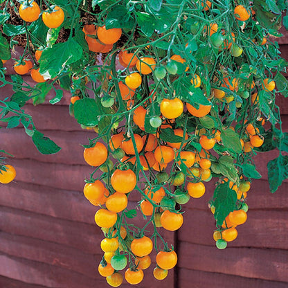 Tumbling Tom Yellow Tomato Seeds