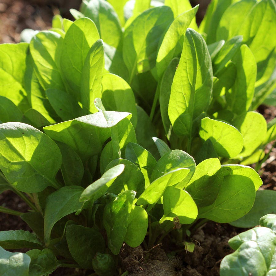 Space Hybrid Spinach Seeds