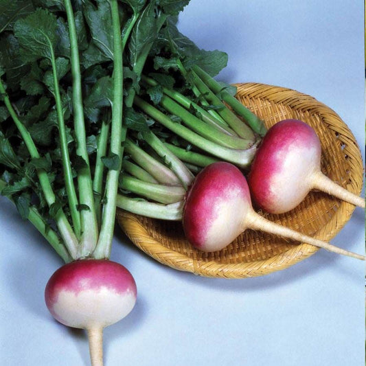Royal Crown Hybrid Turnip Seeds