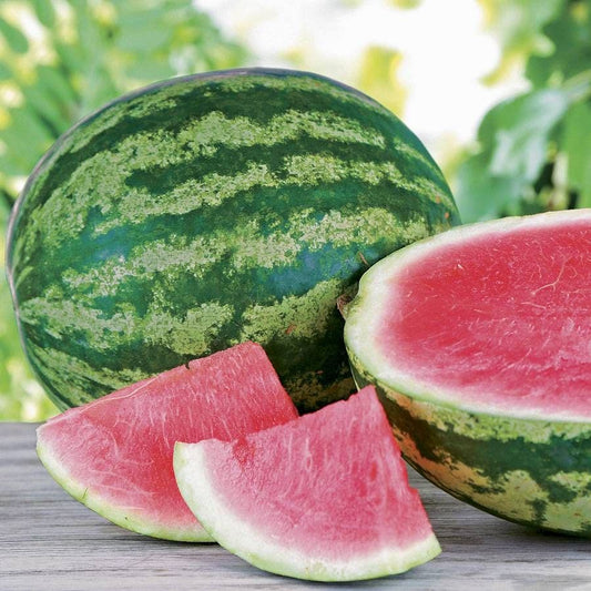 Triple Crown Hybrid Seedless Watermelon Seeds