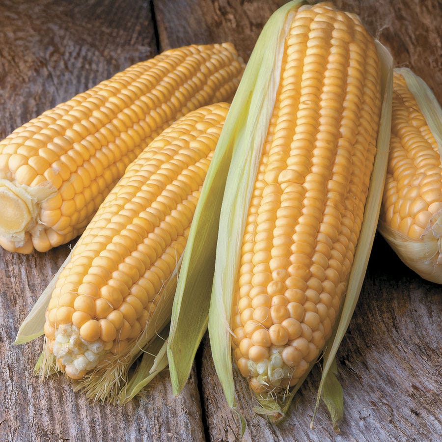 Honey Select TripleSweet™ Hybrid Sweet Corn Seeds