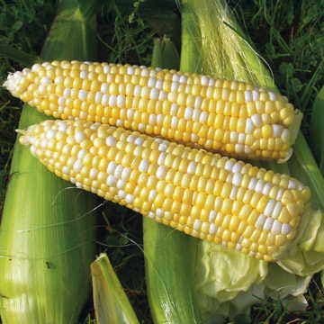 Revelation Hybrid Sweet Corn Seeds