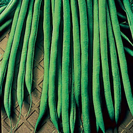 Maxibel Garden Bean Seeds