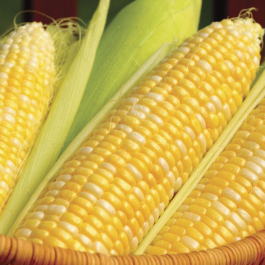 Honey 'N Pearl Sweet Corn Seeds