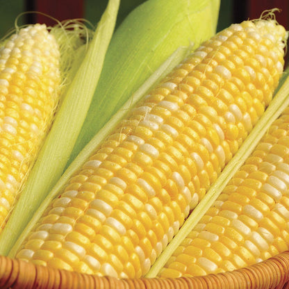 Honey 'N Pearl Sweet Corn Seeds