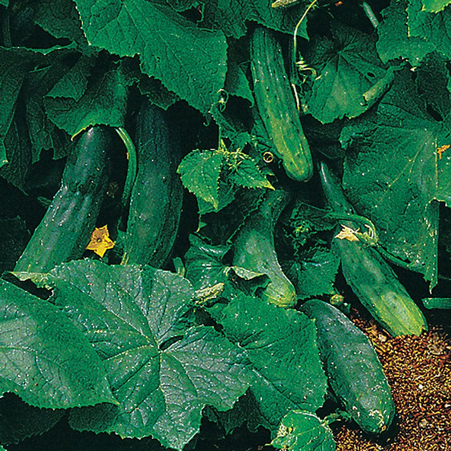 Salad Bush Hybrid Cucumber Seeds