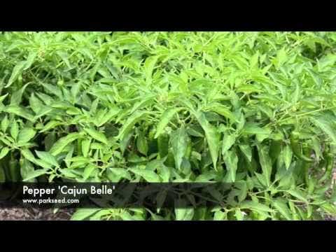 Cajun Belle Hybrid Pepper Seeds