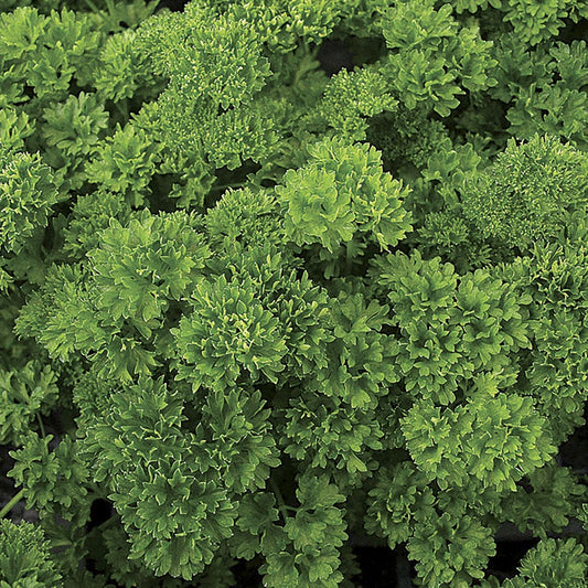 Lisette Parsley Seeds