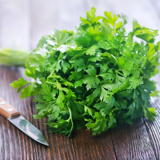 Italian Plain Leaf Parsley Seeds