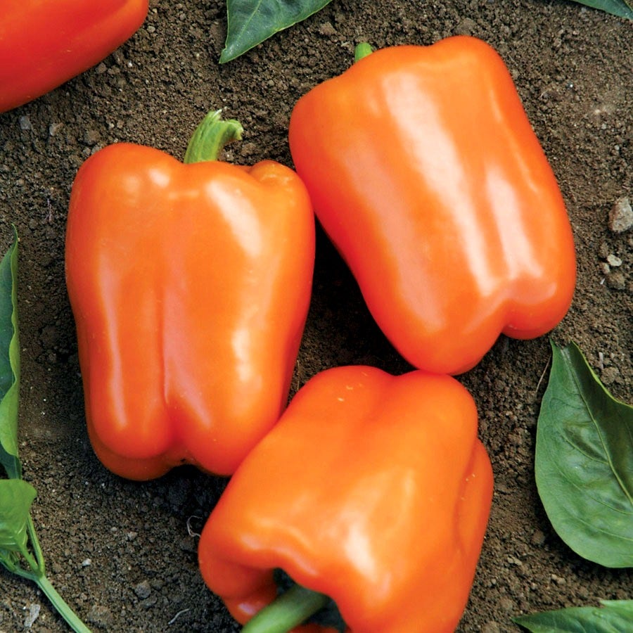 Orange Blaze Hybrid Pepper Seeds