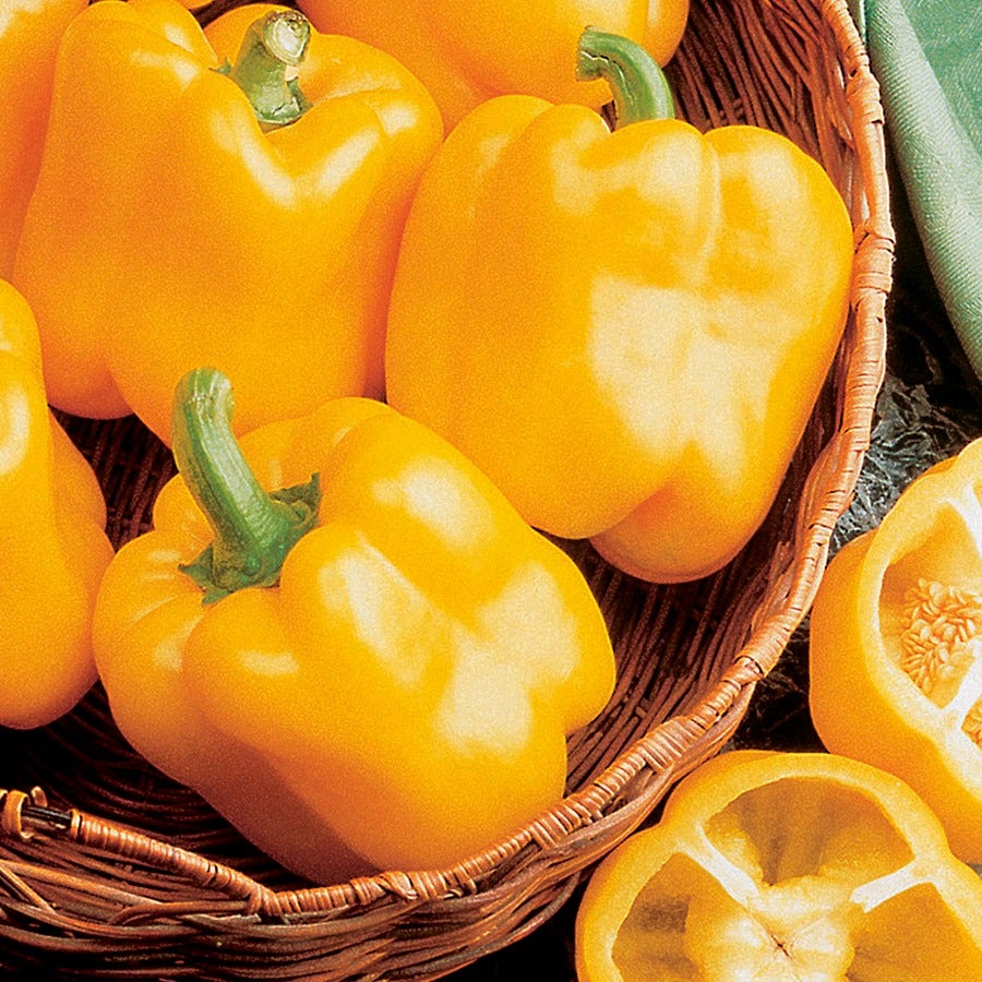 Early Sunsation Hybrid Pepper Seeds